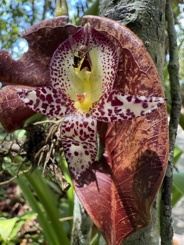 Bulbophyllum macranthum 'King Form'