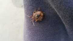 Antiteuchus mixtus
