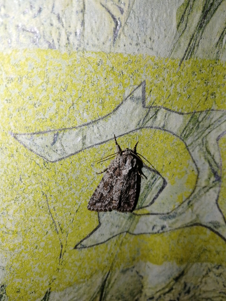 Phidrimana