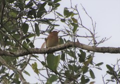 Casiornis rufus