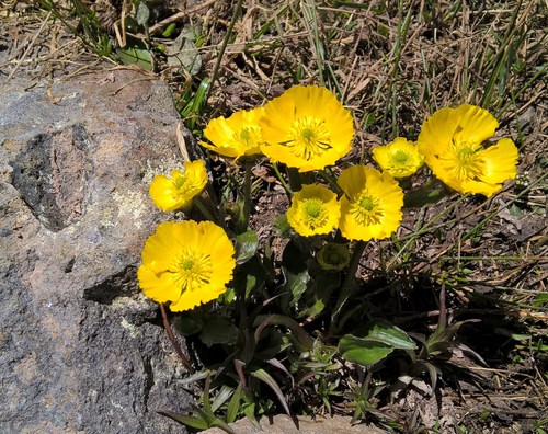 Rocky Mountain buttercup (Ranunculus macauleyi)