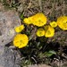 Rocky Mountain Buttercup - Photo (c) Aaron Lincoln, some rights reserved (CC BY-NC), uploaded by Aaron Lincoln