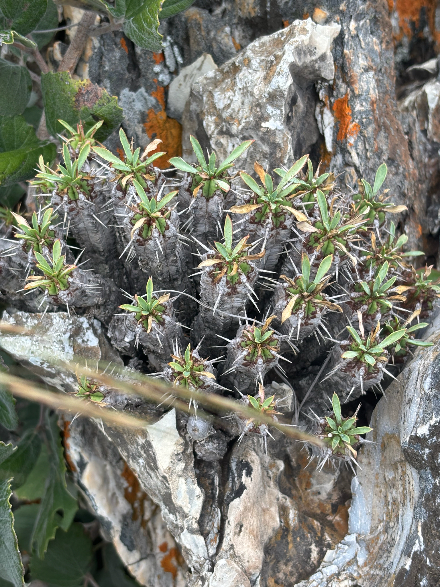 Imagem de Colchão-de-sogra