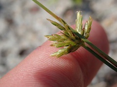 Cyperus grayi
