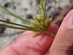 Cyperus grayi