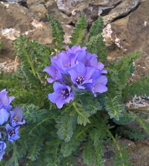 Polemonium viscosum