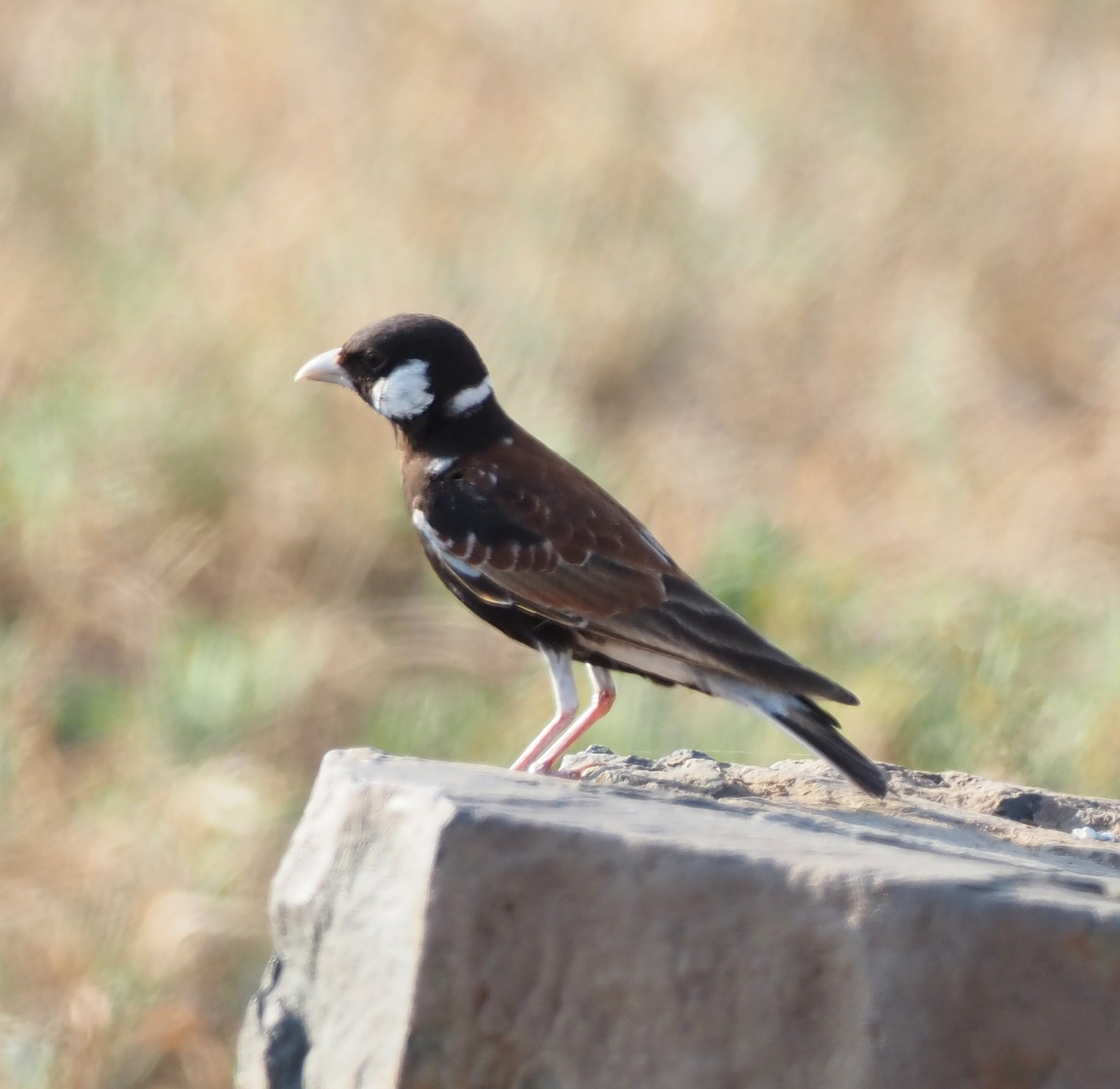 Chestnut-backed Sparrow-Lark (Eremopterix leucotis), photo 3