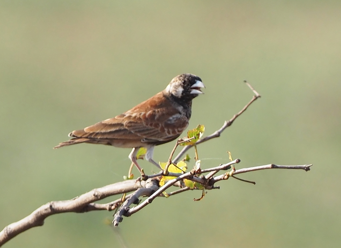 Chestnut-backed Sparrow-Lark (Eremopterix leucotis), photo 4
