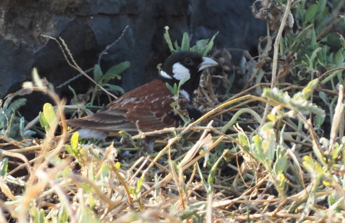 Chestnut-backed Sparrow-Lark (Eremopterix leucotis), photo 3
