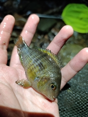 T-Bar Cichlid photo 2
