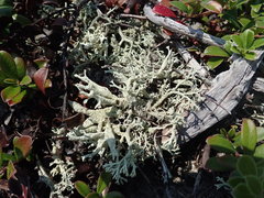 Cladonia submitis