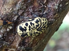 Gymnetis sallei