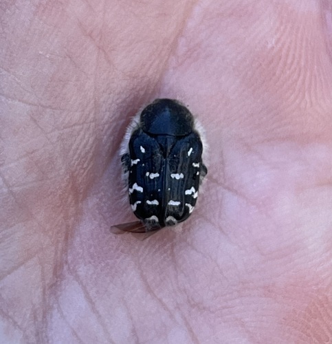 Apple Blossom Beetle photo 4