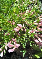 Trifolium nanum