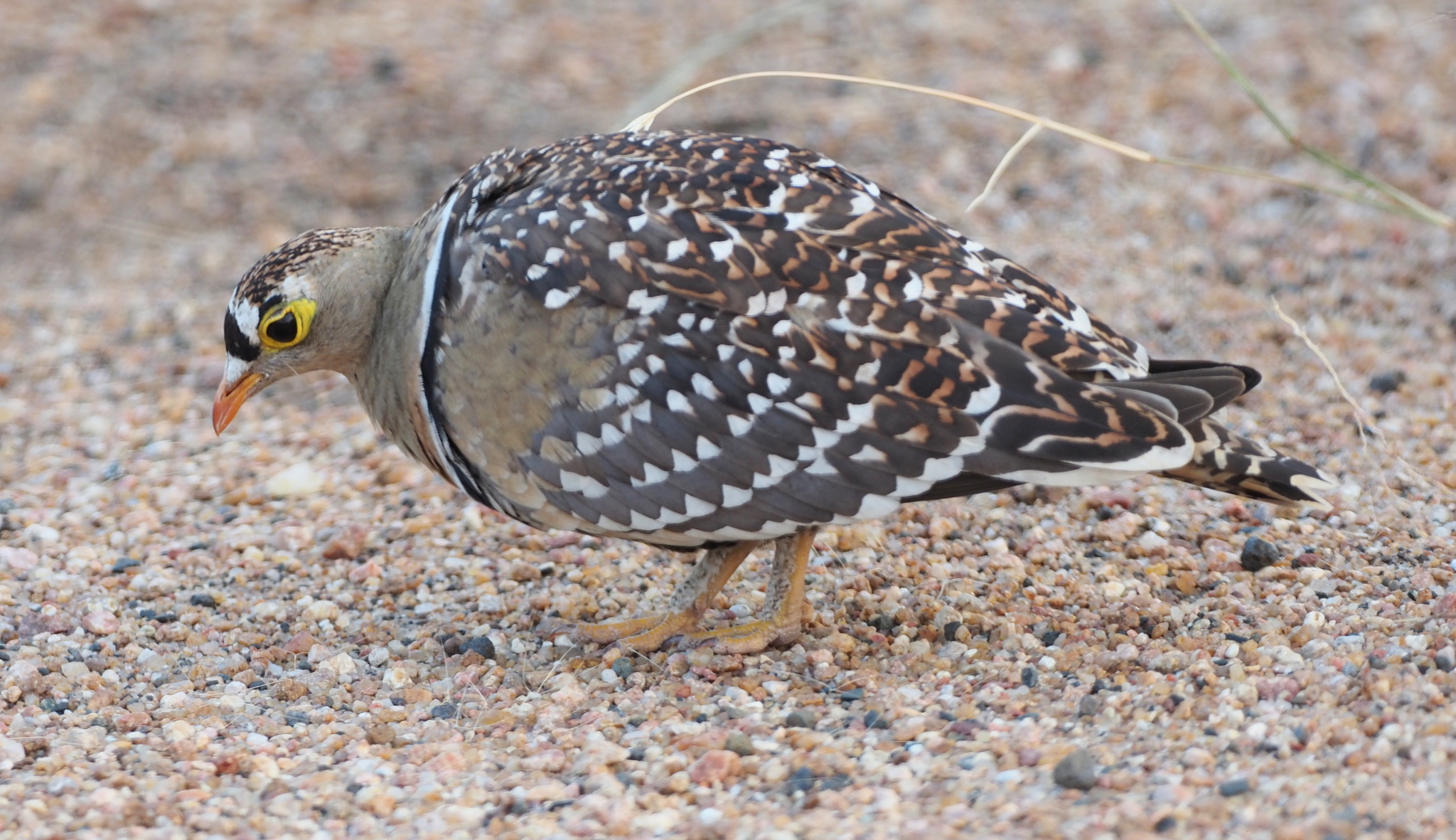 Double-banded Sandgrouse (Pterocles bicinctus), photo 6