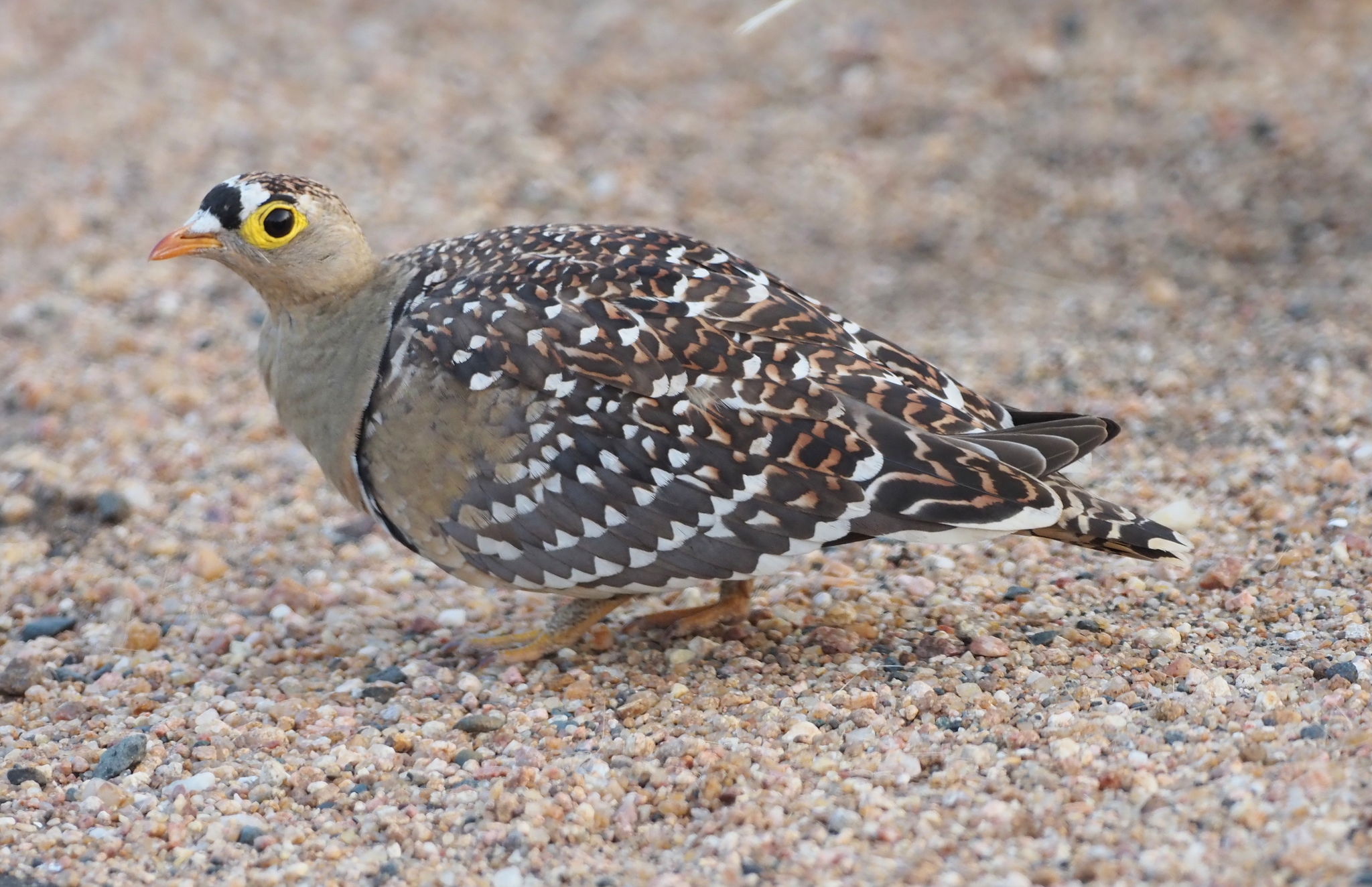 Double-banded Sandgrouse (Pterocles bicinctus), photo 7
