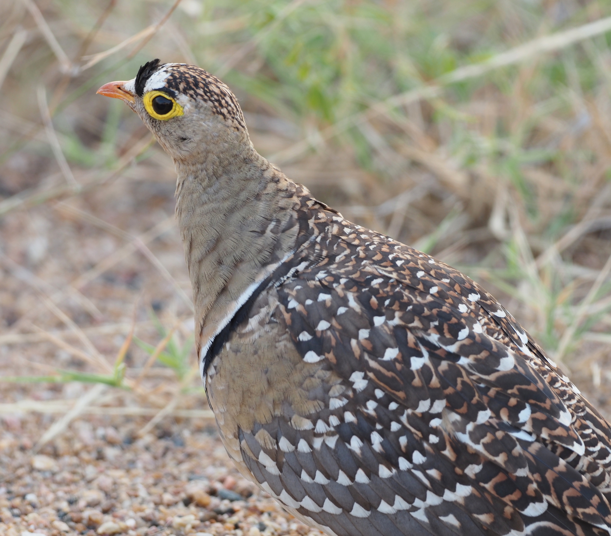 Double-banded Sandgrouse (Pterocles bicinctus), photo 8