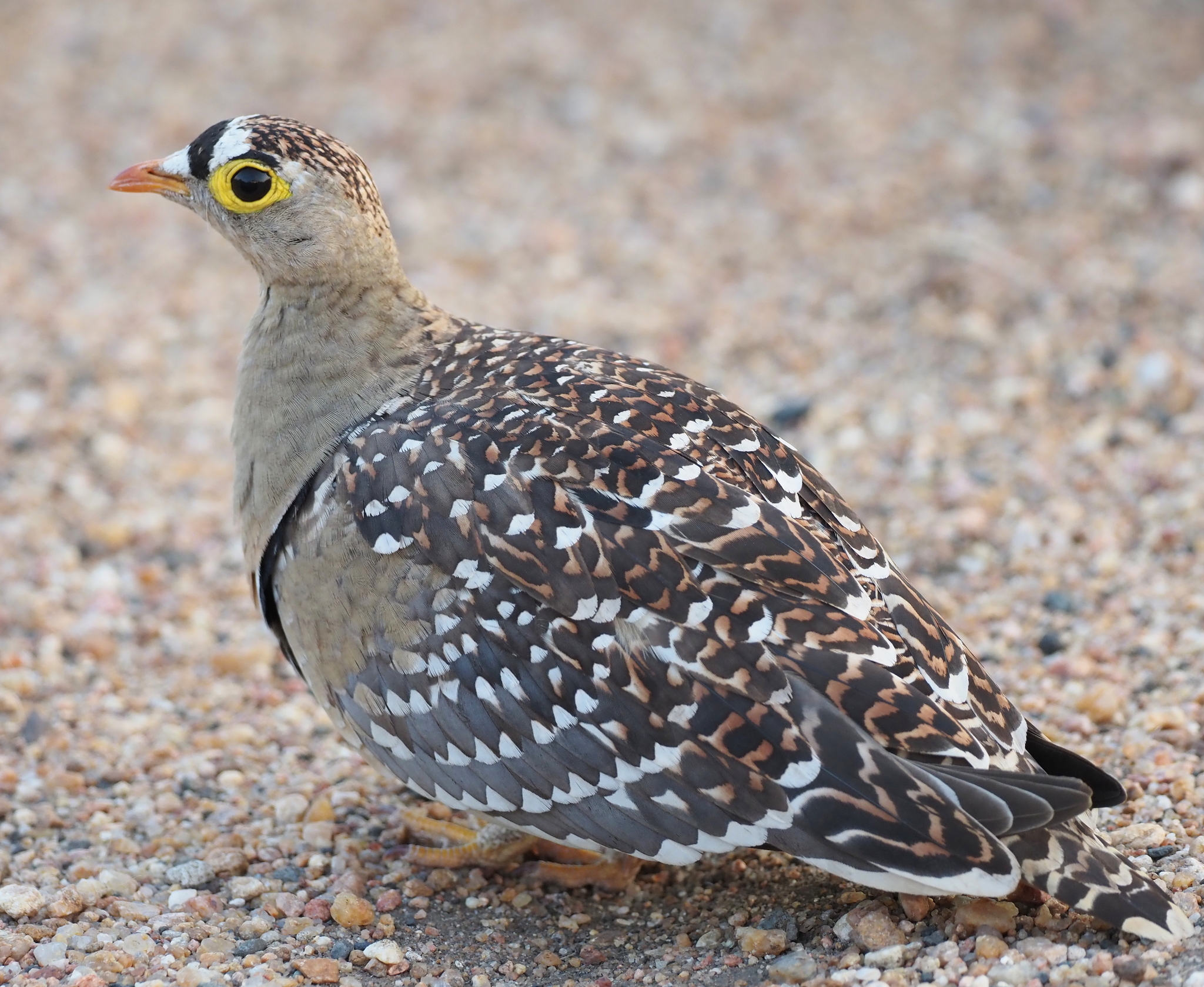 Double-banded Sandgrouse (Pterocles bicinctus), photo 9
