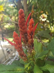Aphelandra sinclairiana, photograph (c) Eduardo Chacón Madrigal, some rights reserved (CC BY)