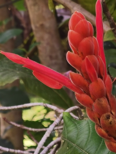 Aphelandra sinclairiana, photograph 4