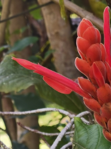 Aphelandra sinclairiana, photograph 5