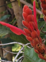 Aphelandra sinclairiana, photograph (c) Eduardo Chacón Madrigal, some rights reserved (CC BY)