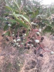 Ozoroa paniculosa paniculosa