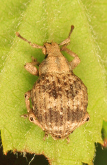 Pseudocneorhinus bifasciatus