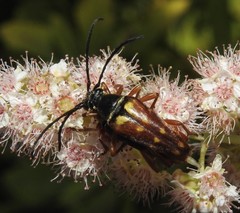 Typocerus velutinus