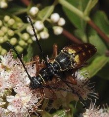 Typocerus velutinus