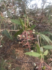 Ozoroa paniculosa paniculosa