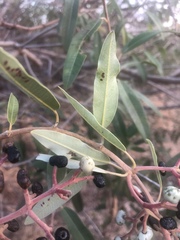 Ozoroa paniculosa paniculosa