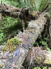 Pilophorus acicularis