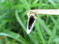 Oxybelis potosiensis