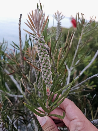 Image of Melaleuca linearis by (c) Tim, some rights reserved (CC BY)