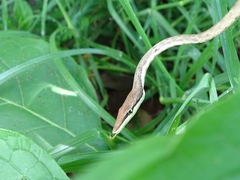 Oxybelis potosiensis