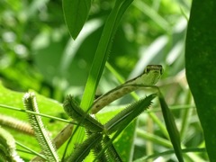 Oxybelis potosiensis