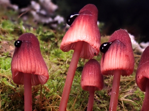 Mycena kuurkacea Grgur.