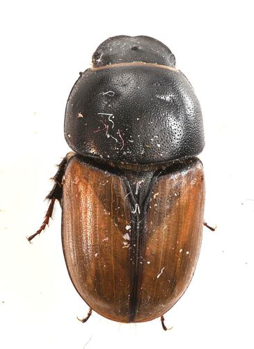 Erratic small dung beetle photo 4