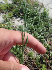 Polygonella articulata