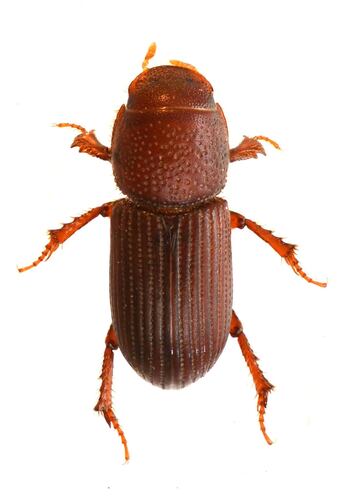 Caelius Rufus Genus Caelius · iNaturalist