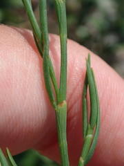 Polygonella articulata