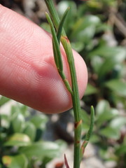 Polygonella articulata