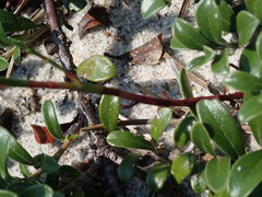 Polygonella articulata