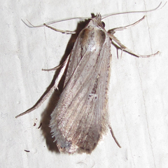 Tathorhynchus exsiccata