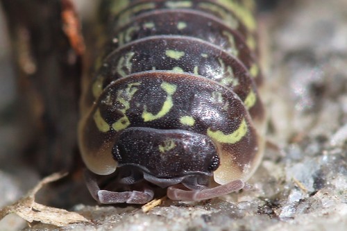 Versicolored Pill Woodlouse, photo 2 of 10
