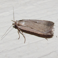 Tathorhynchus exsiccata