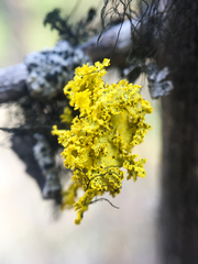 Vulpicida canadensis