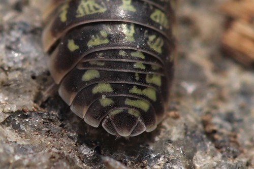 Versicolored Pill Woodlouse, photo 3 of 10