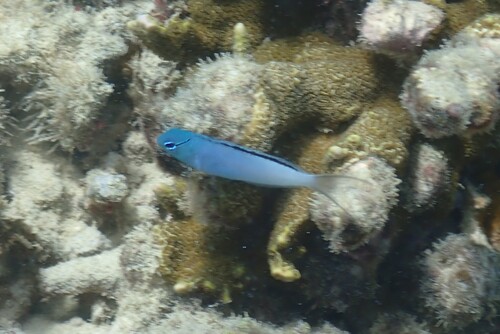 Eyelash fangblenny (Meiacanthus atrodorsalis) — Blenniidae — 5